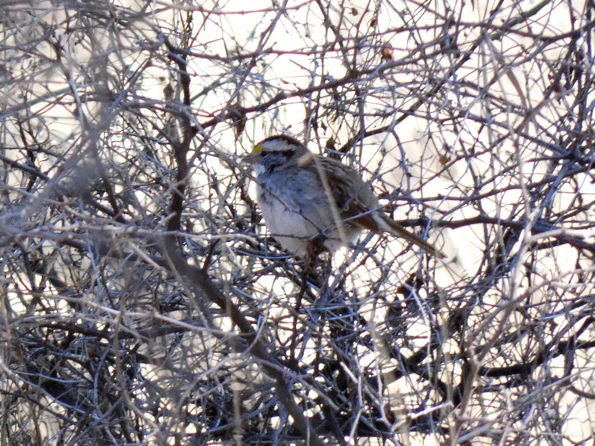 White-throated Sparrow - ML515988471