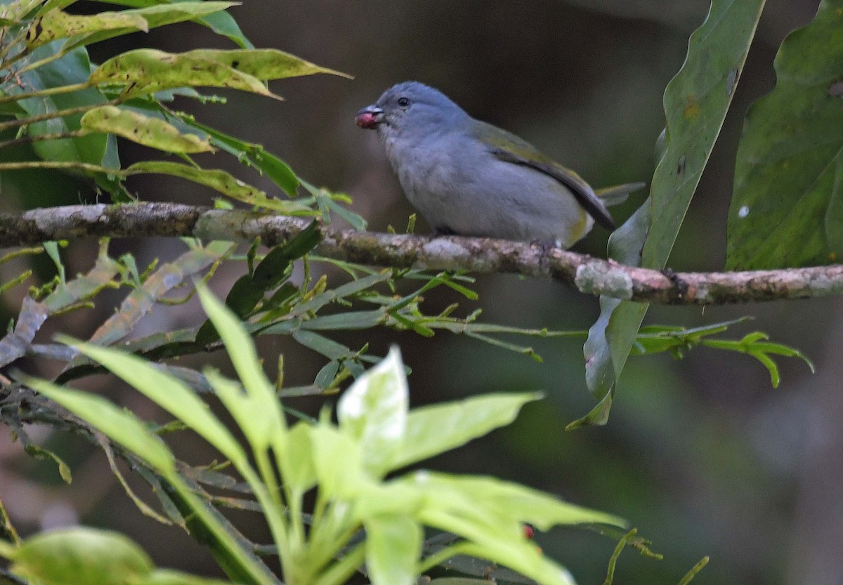 Jamaican Euphonia - ML515988981