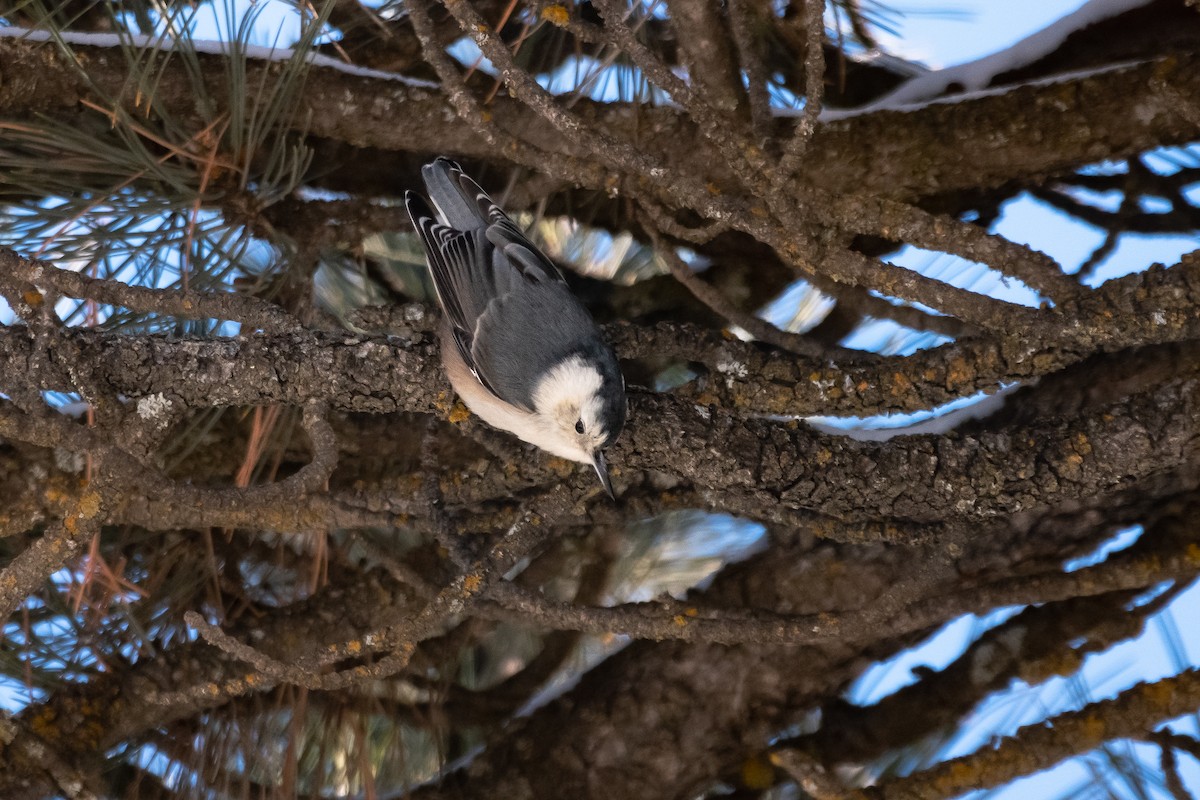 White-breasted Nuthatch (Interior West) - Joshua Watson