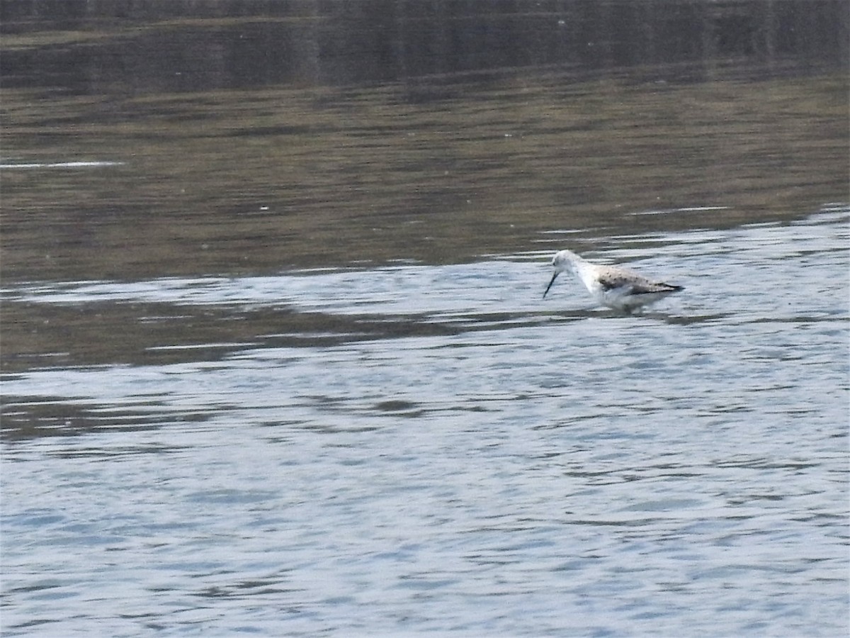 Marsh Sandpiper - ML515989511