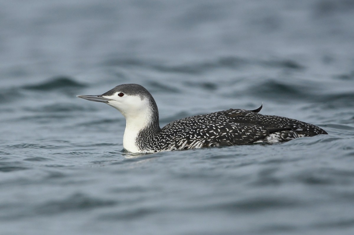 Red-throated Loon - Dan O'Brien