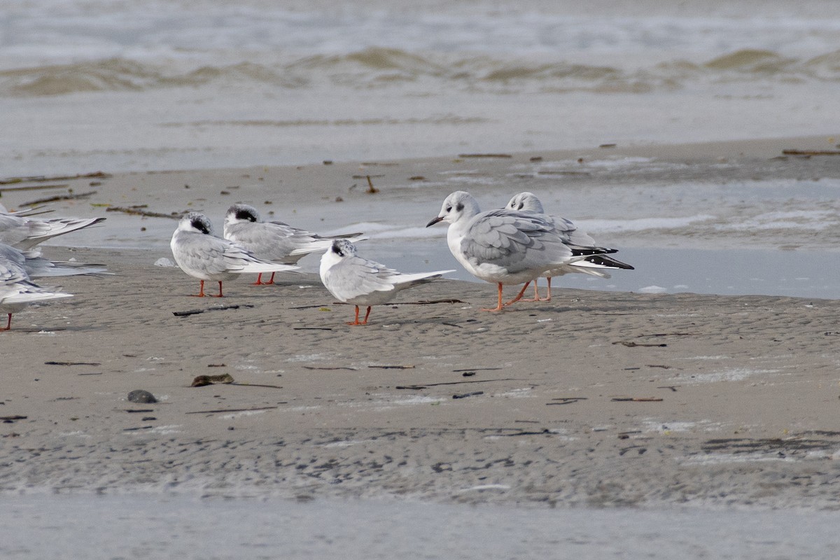 Bonaparte's Gull - ML515990491