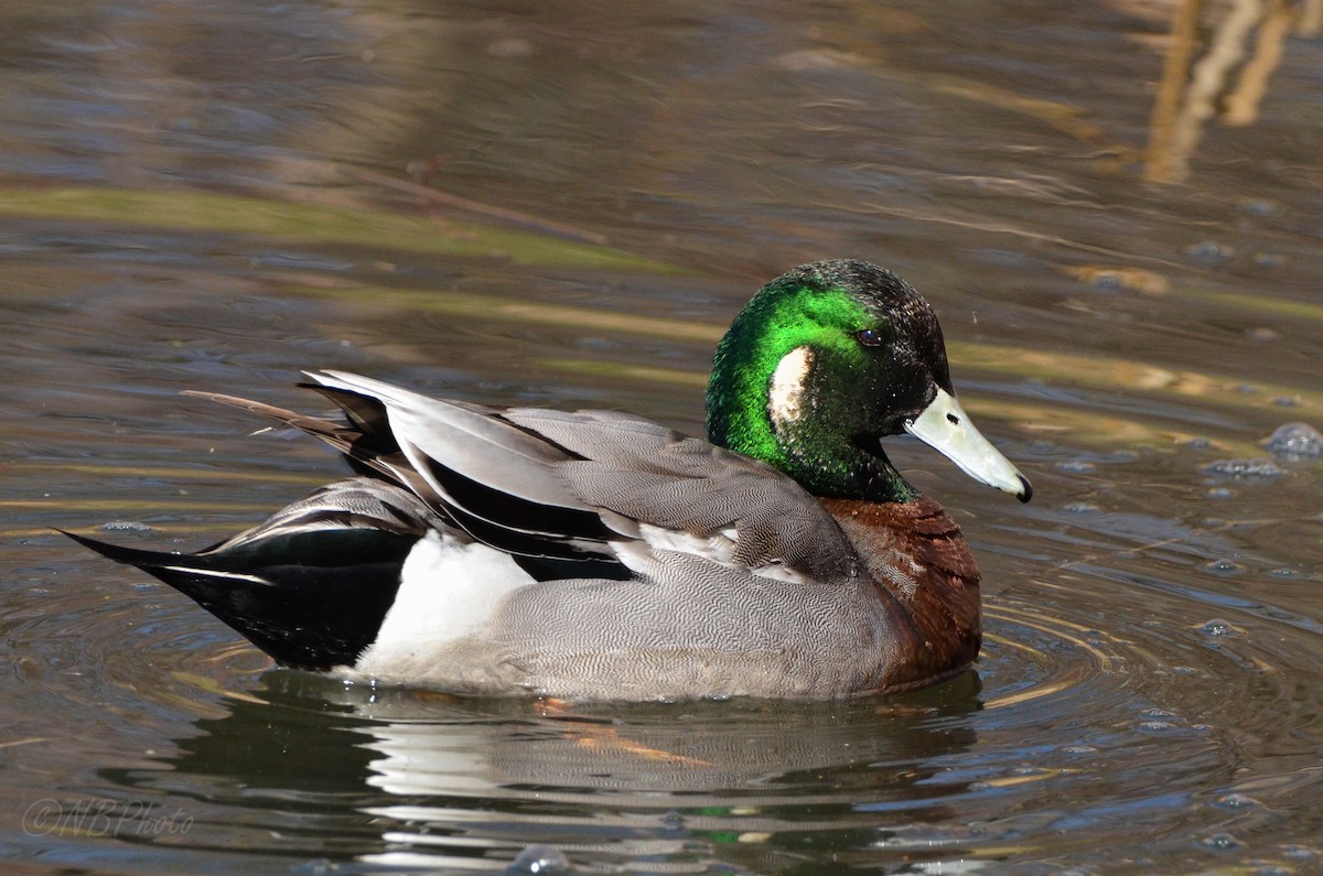 Hybride Canard d'Amérique x C. colvert - ML515991261