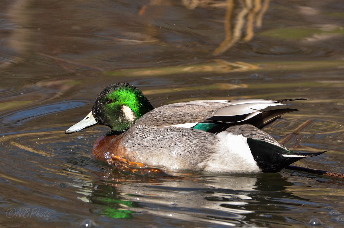 Hybride Canard d'Amérique x C. colvert - ML515991431