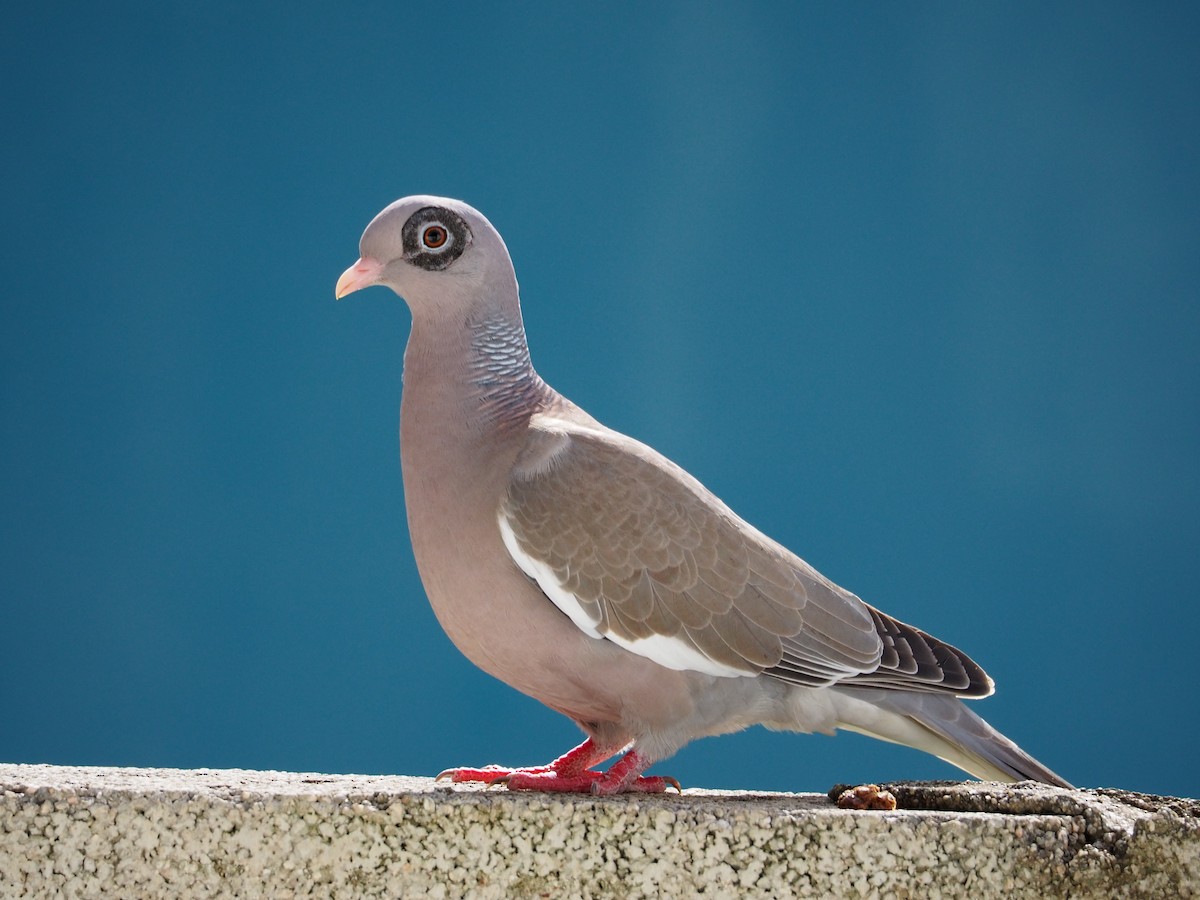 Bare-eyed Pigeon - Jordan Kinsky