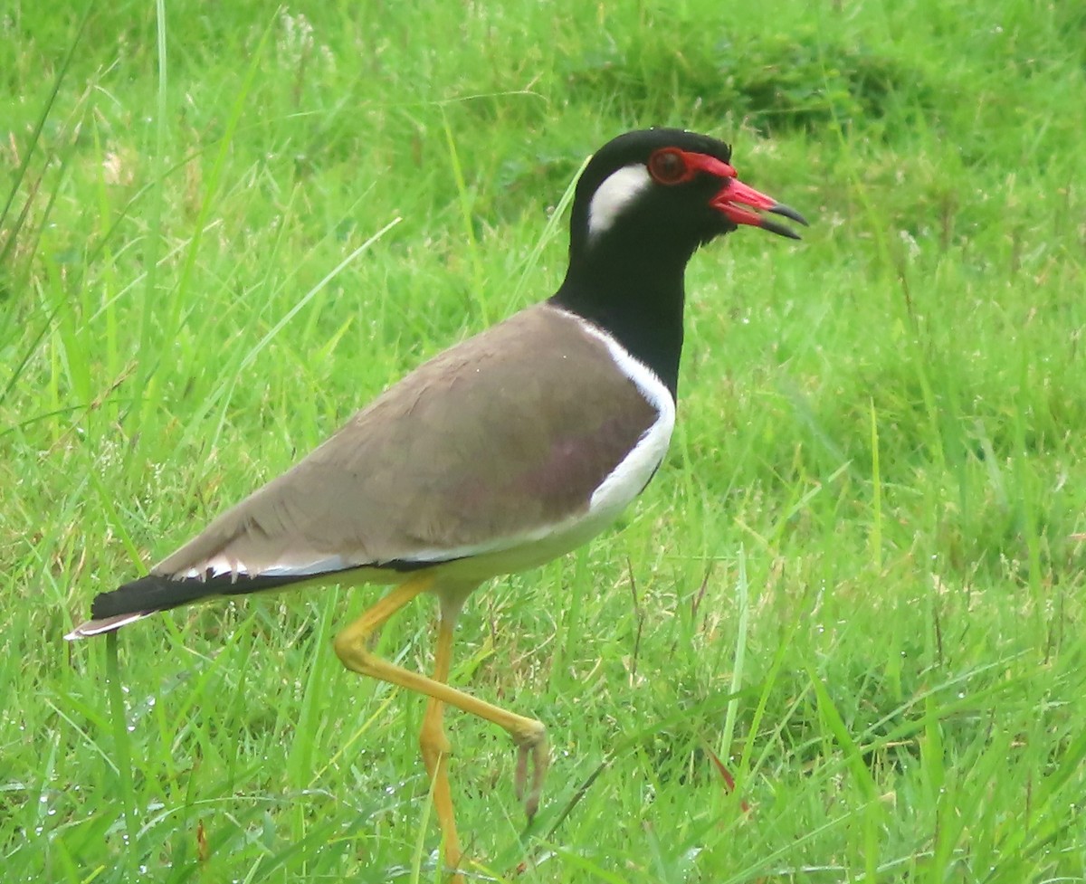 Red-wattled Lapwing - ML515994401