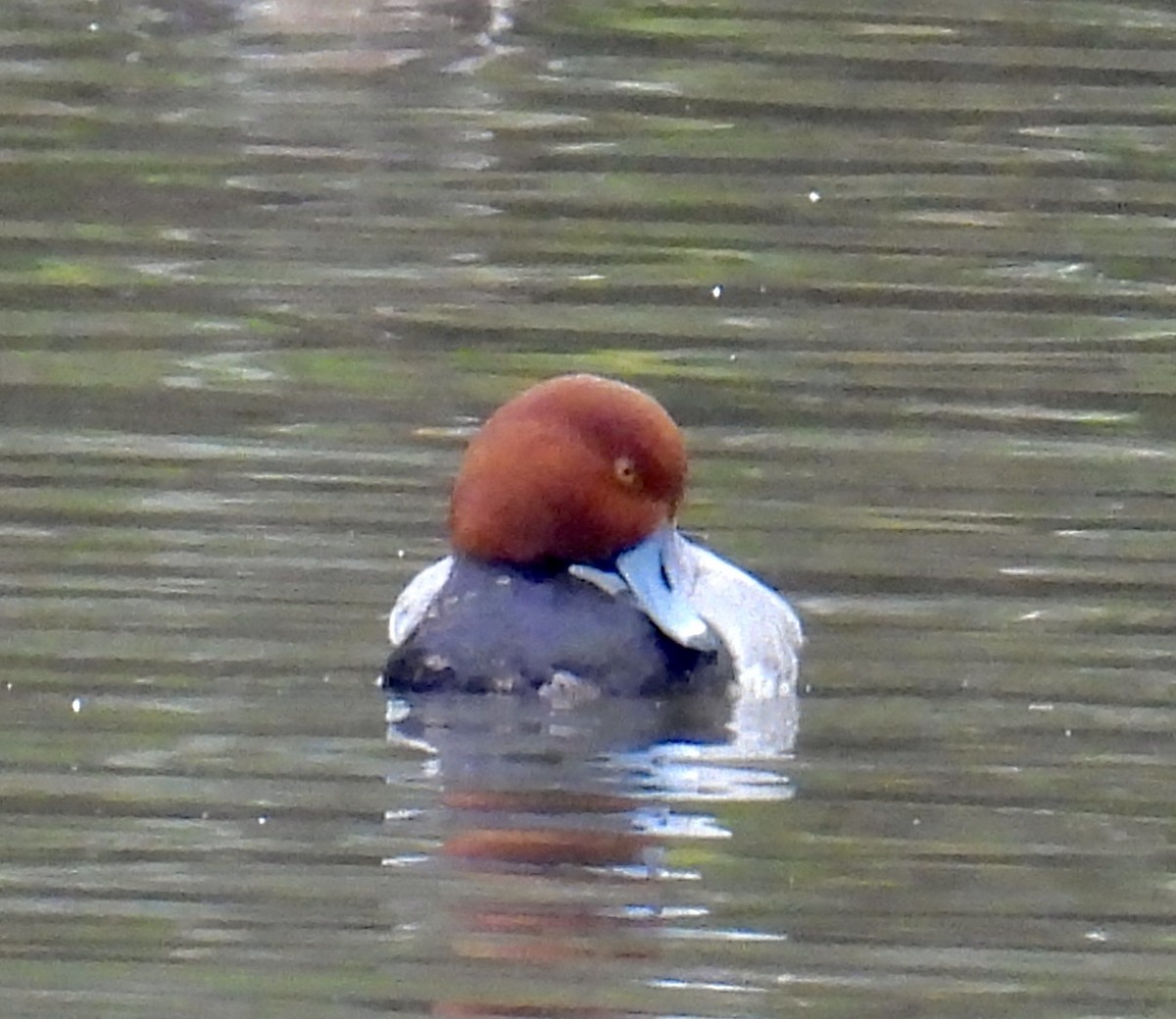 Redhead - ML515996531