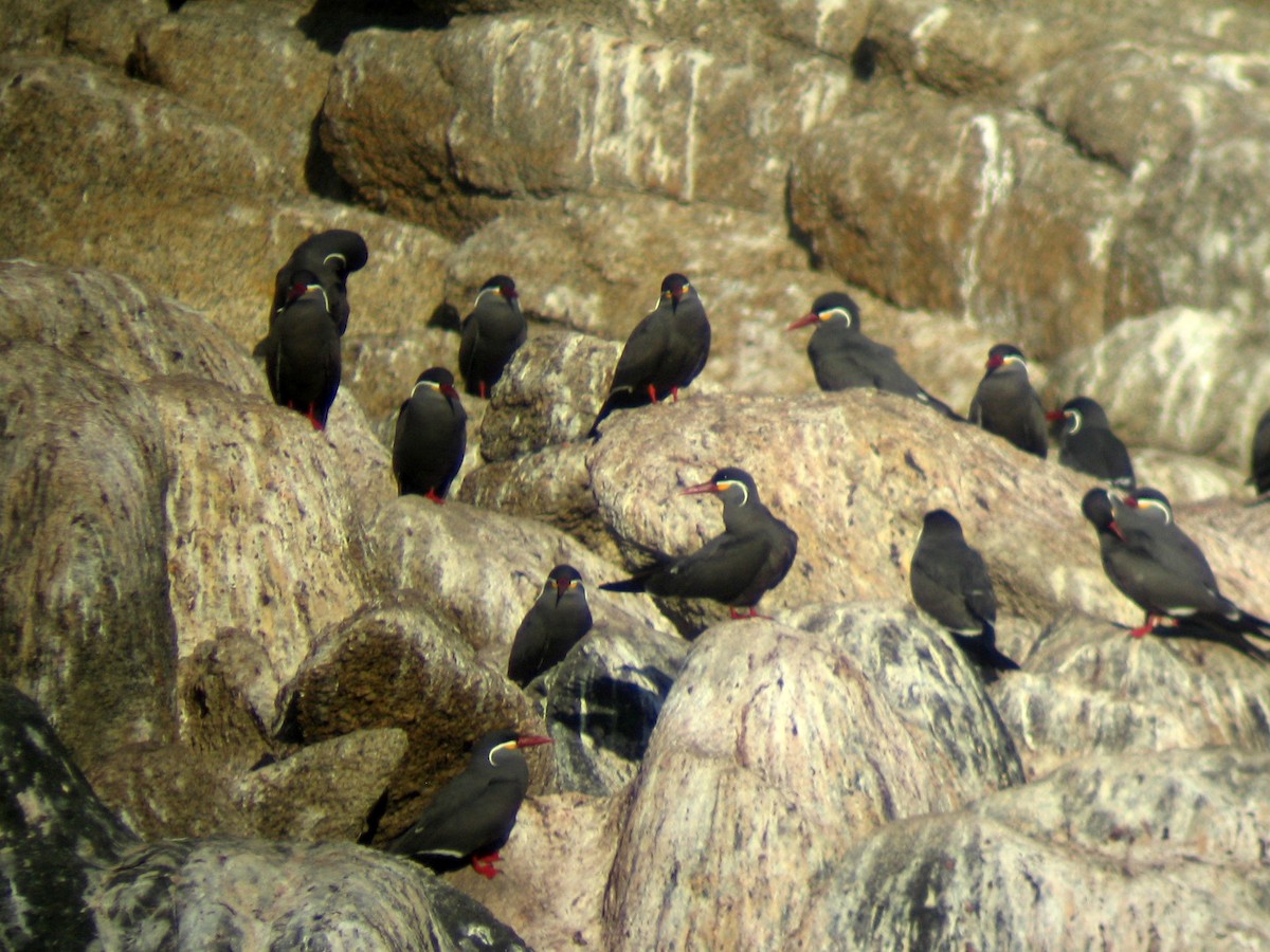 Inca Tern - Roger Robb