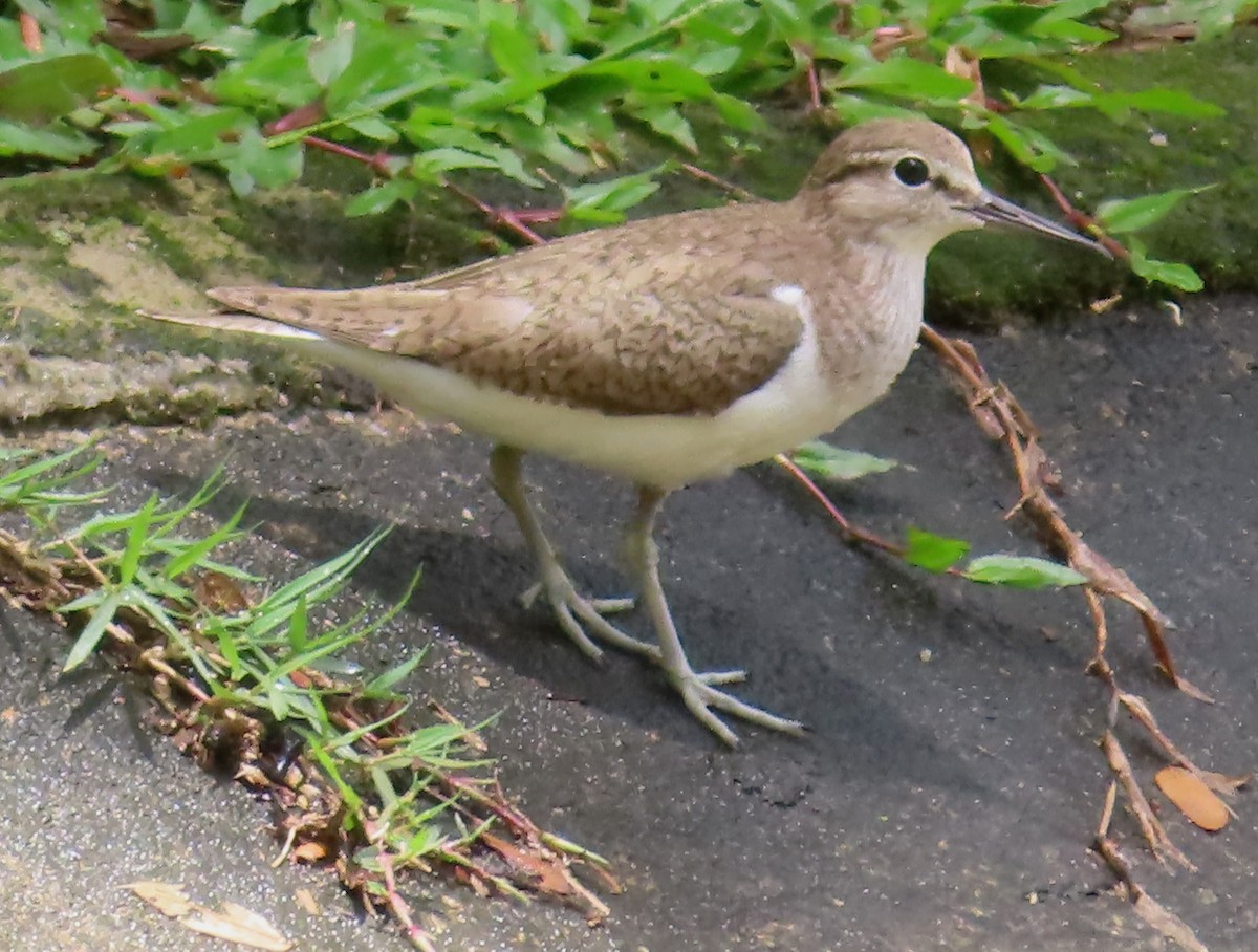 Common Sandpiper - ML515997101