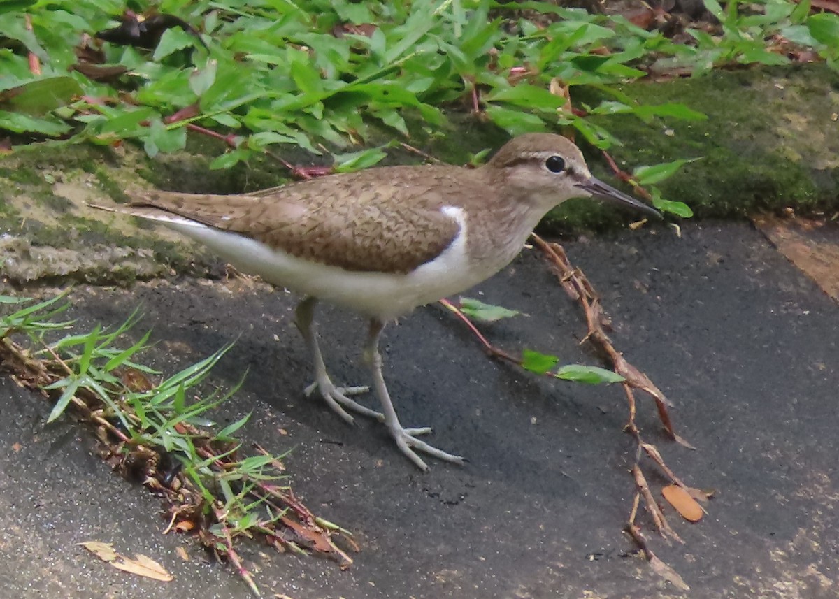 Common Sandpiper - ML515997181