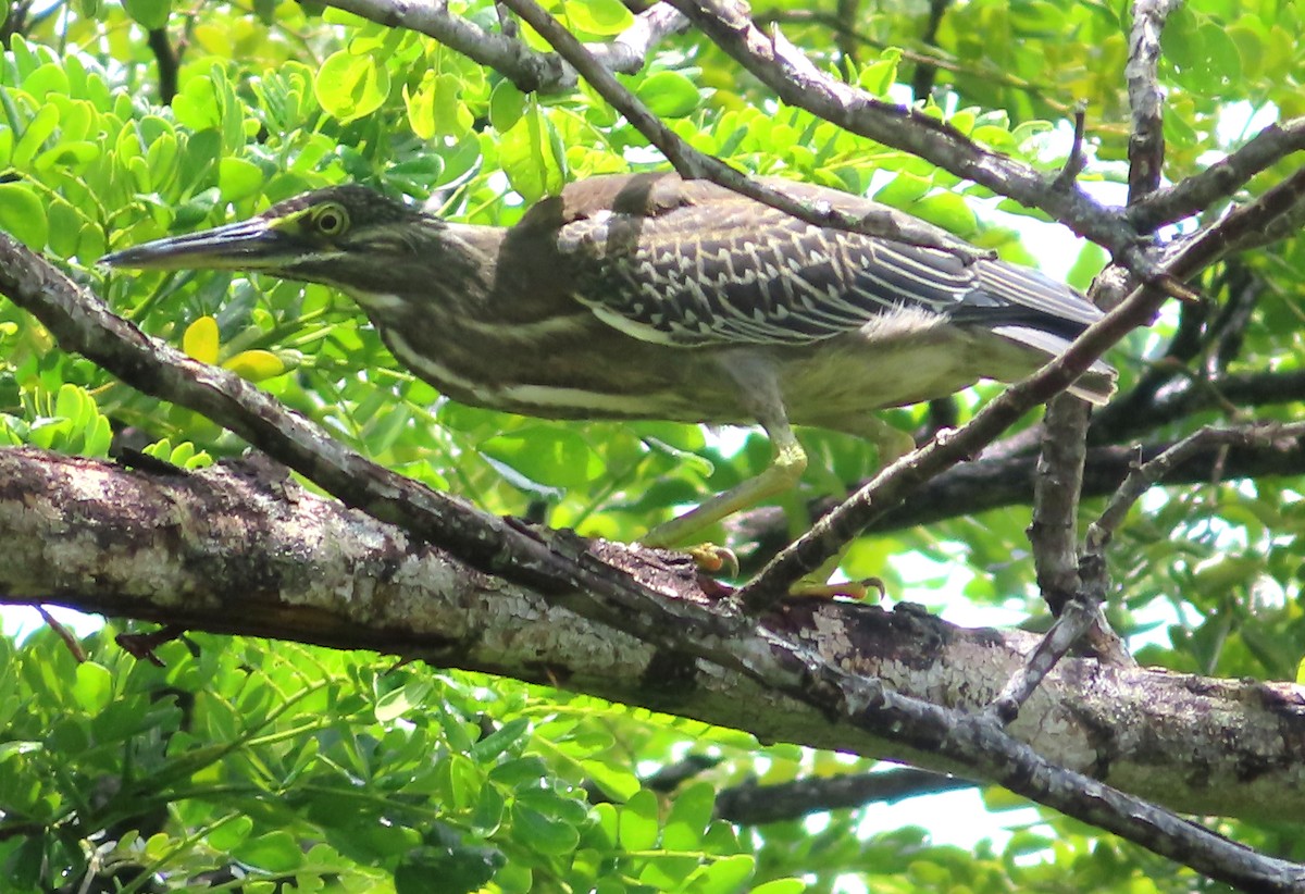 Striated Heron - ML515997511