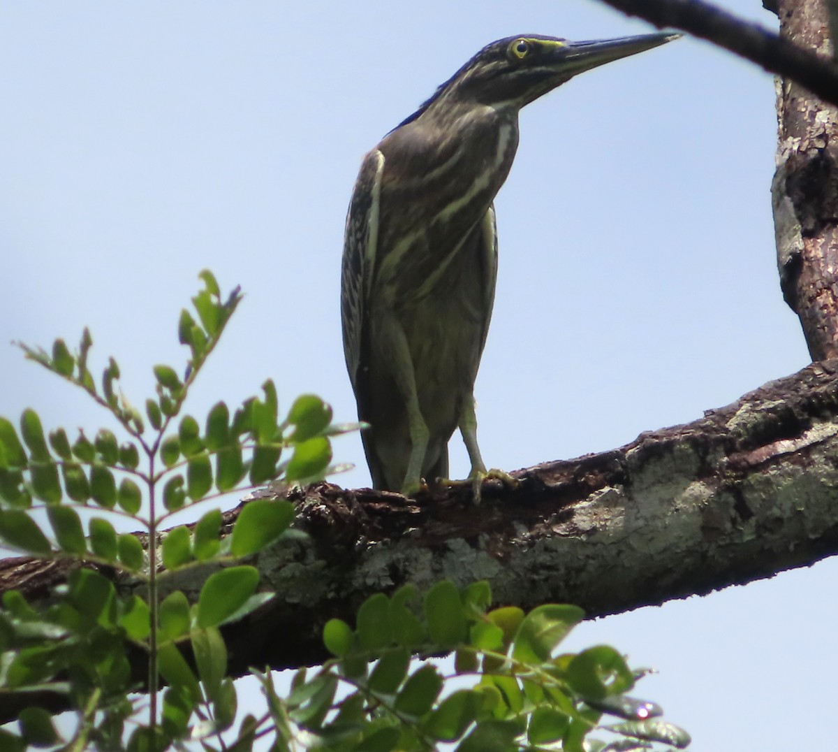 Striated Heron - Paul Dobbie