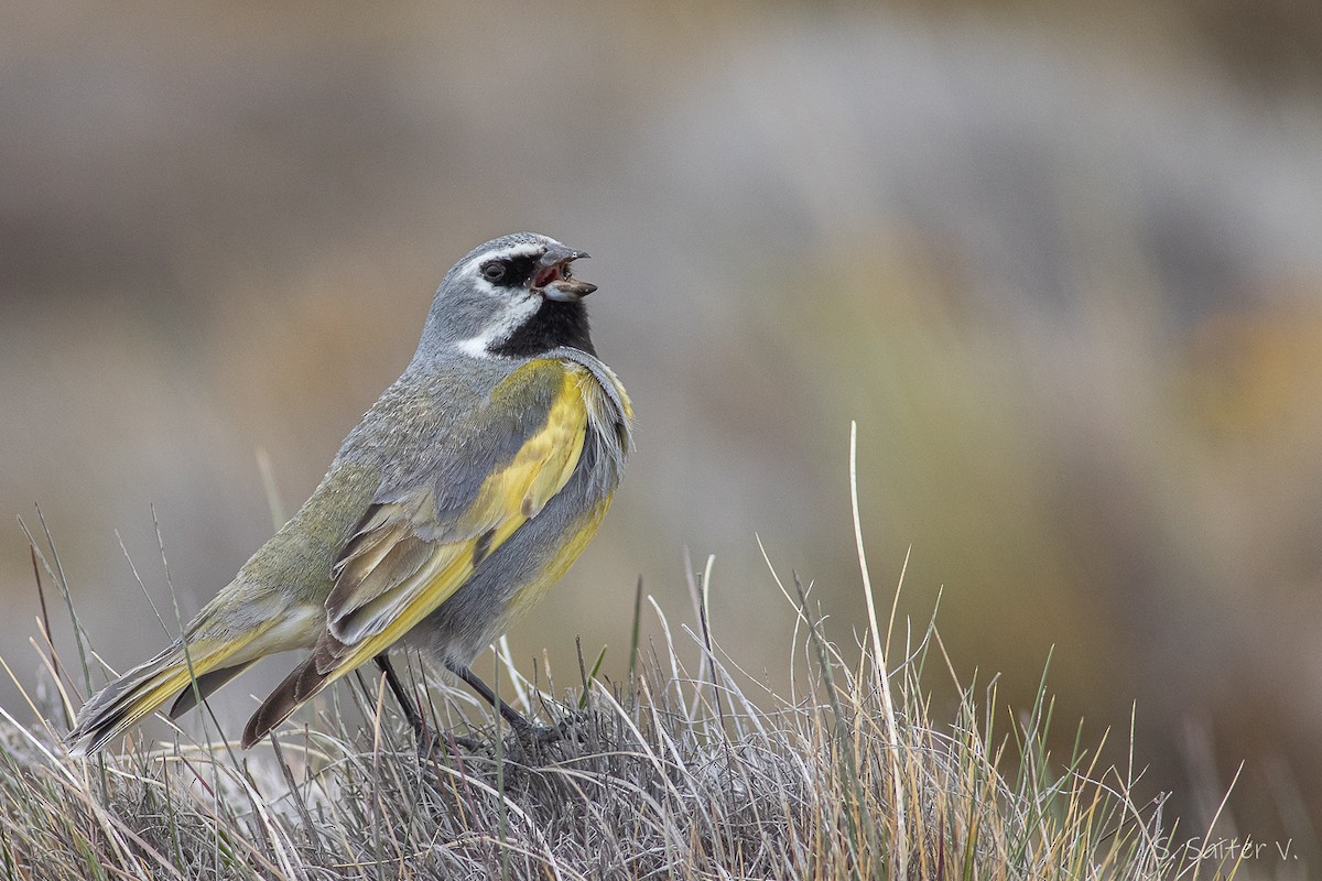 White-bridled Finch (Fuegian) - ML515997731