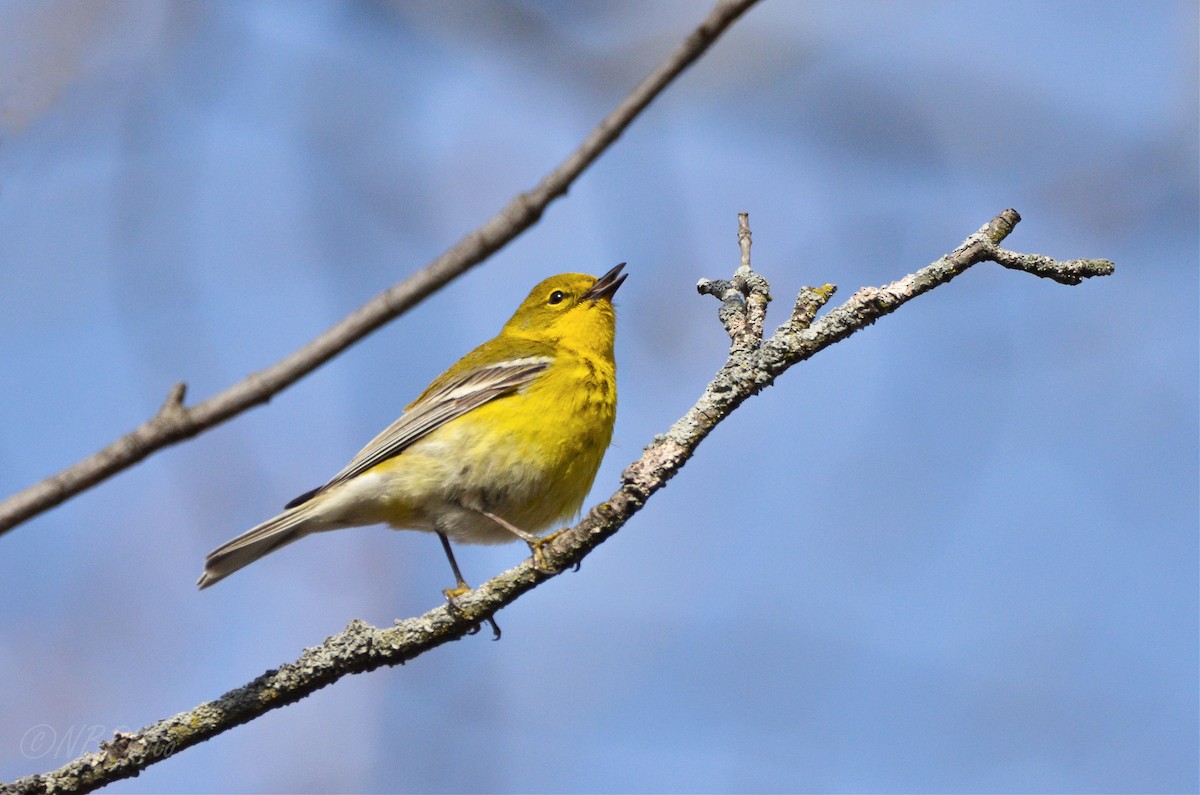 Pine Warbler - ML515998281
