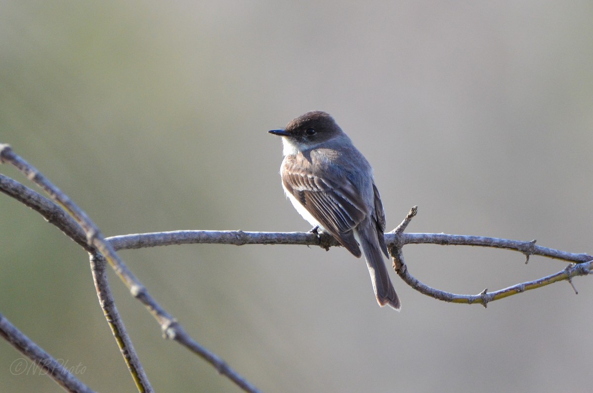 Eastern Phoebe - ML515998531