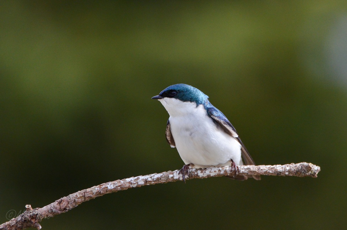 Tree Swallow - ML515998661