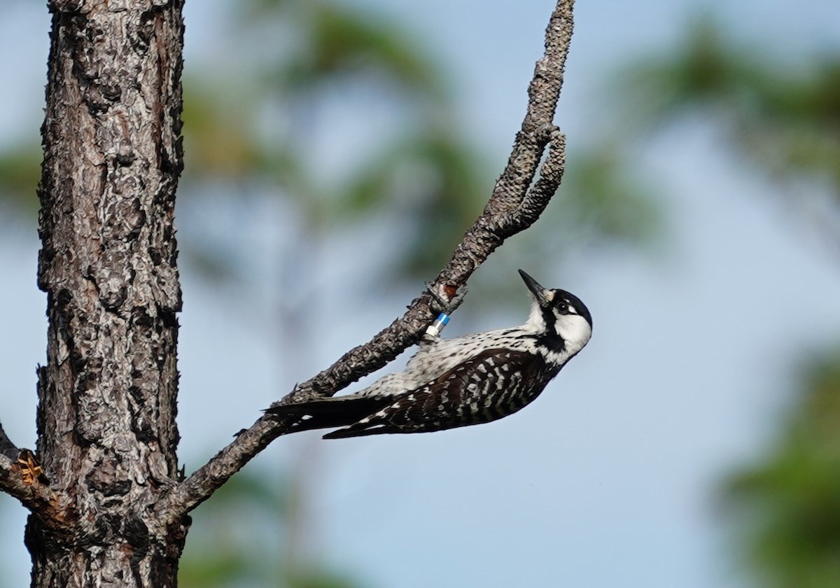 Red-cockaded Woodpecker - ML515998831