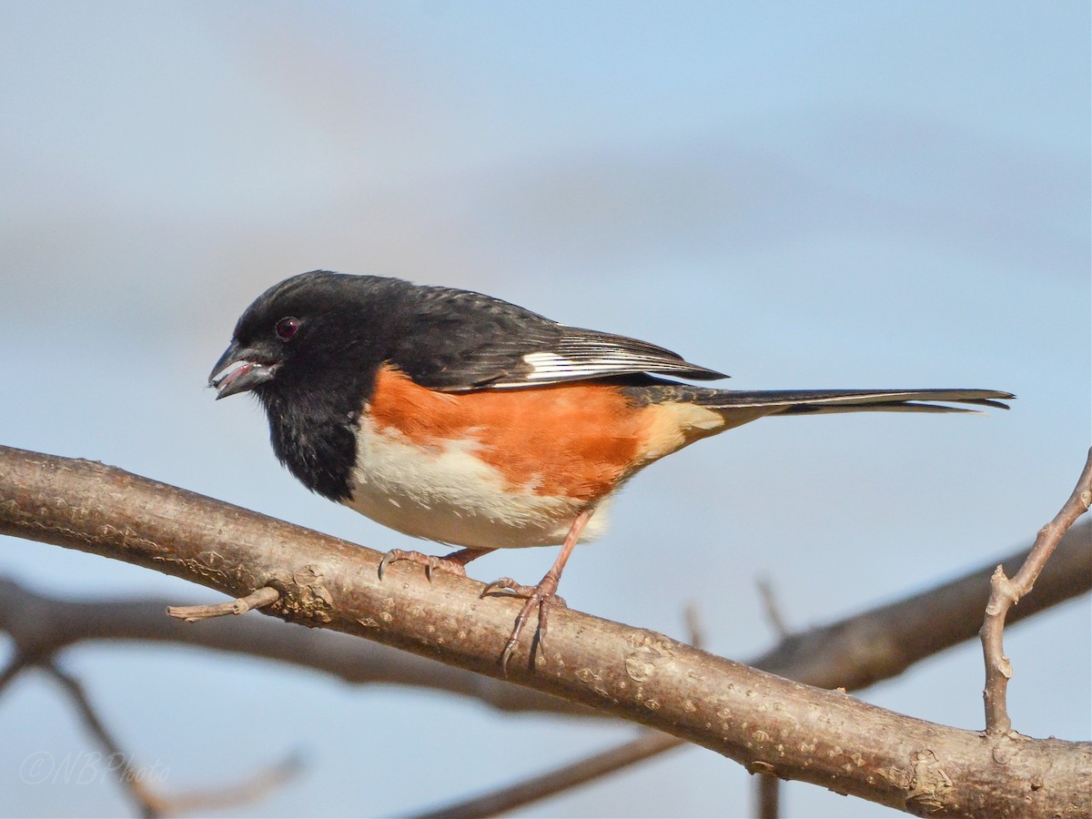 Eastern Towhee - ML515998931