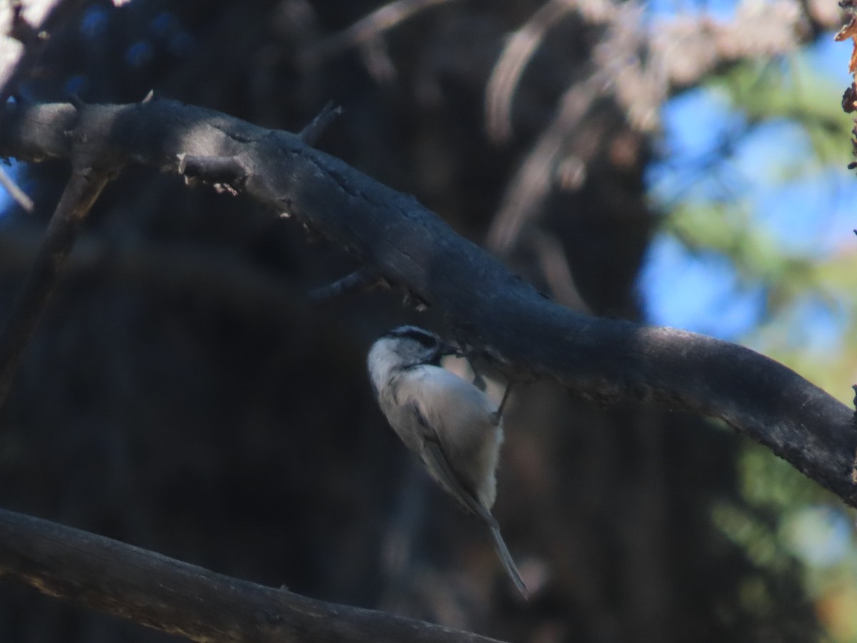 Mountain Chickadee - ML515998941