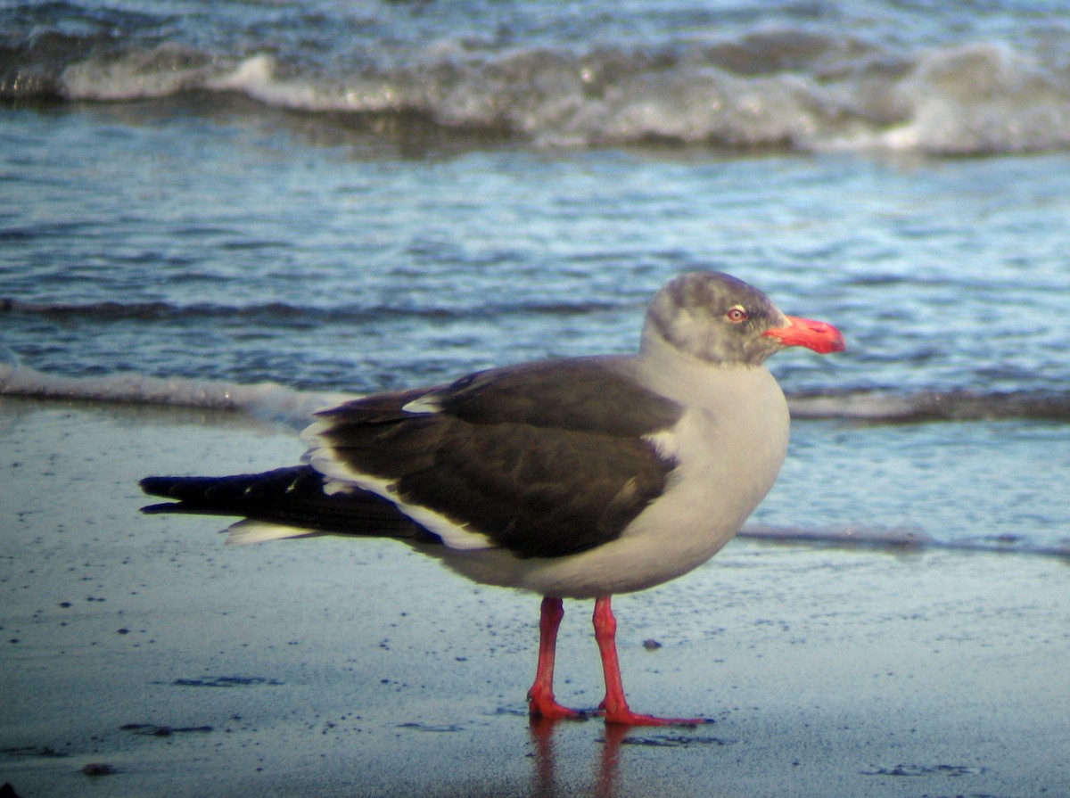 Gaviota Patagona - ML515999381