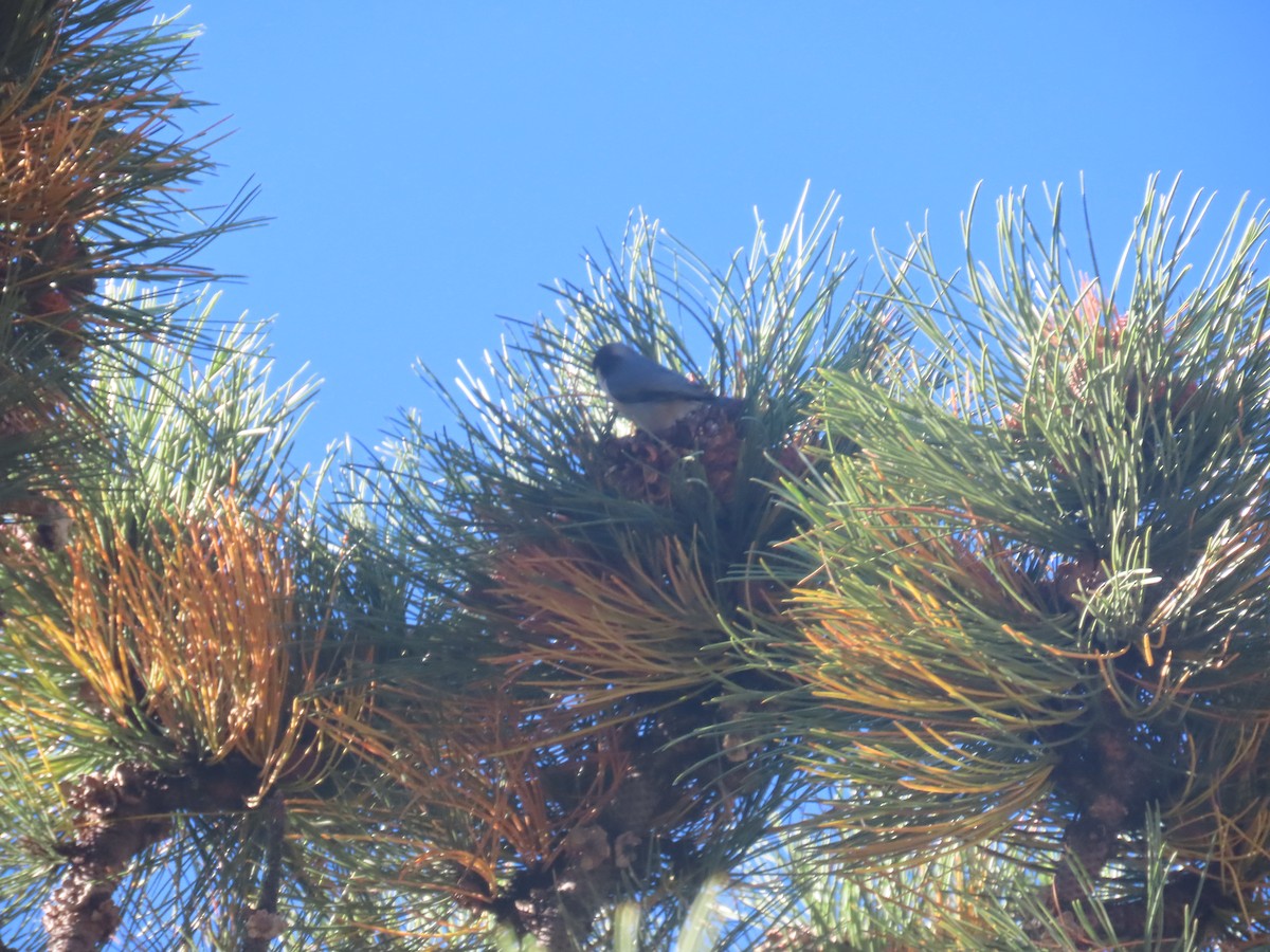 Mountain Chickadee - ML516000101