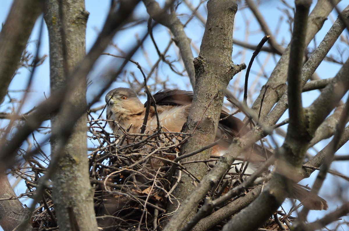 Cooper's Hawk - ML516000471