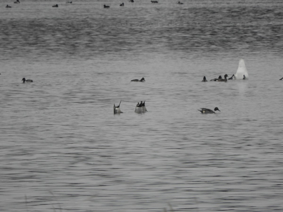 Northern Pintail - ML516000691