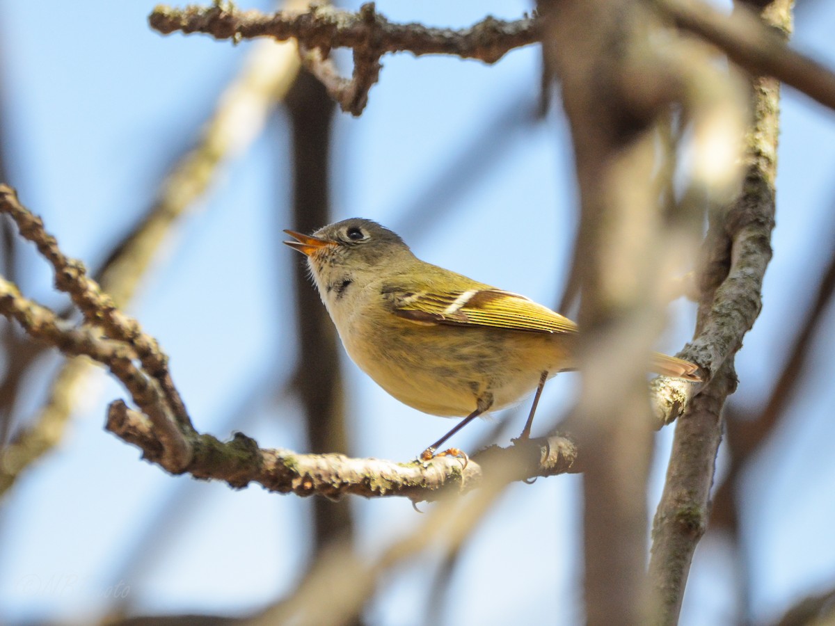 Ruby-crowned Kinglet - ML516000701