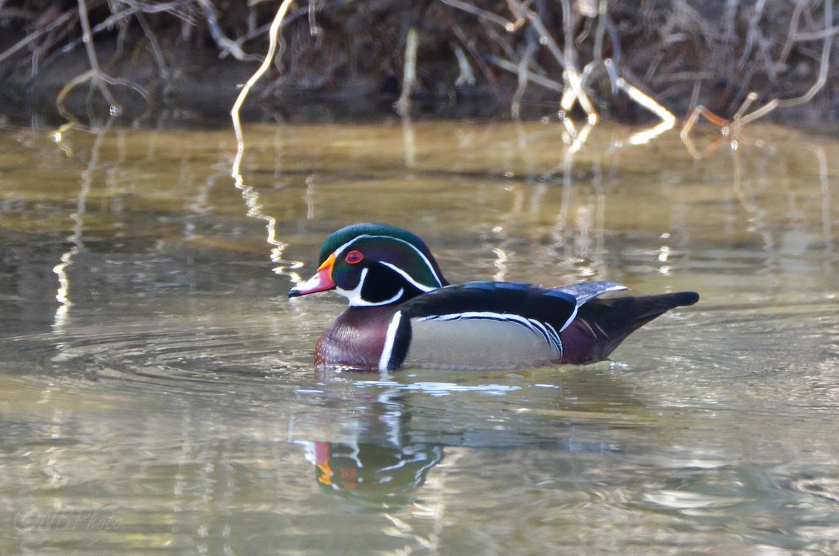 Wood Duck - ML516000901