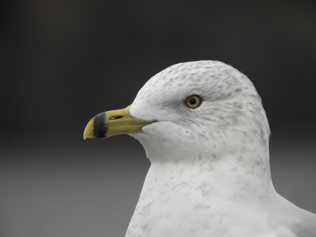 Ring-billed Gull - ML516000961