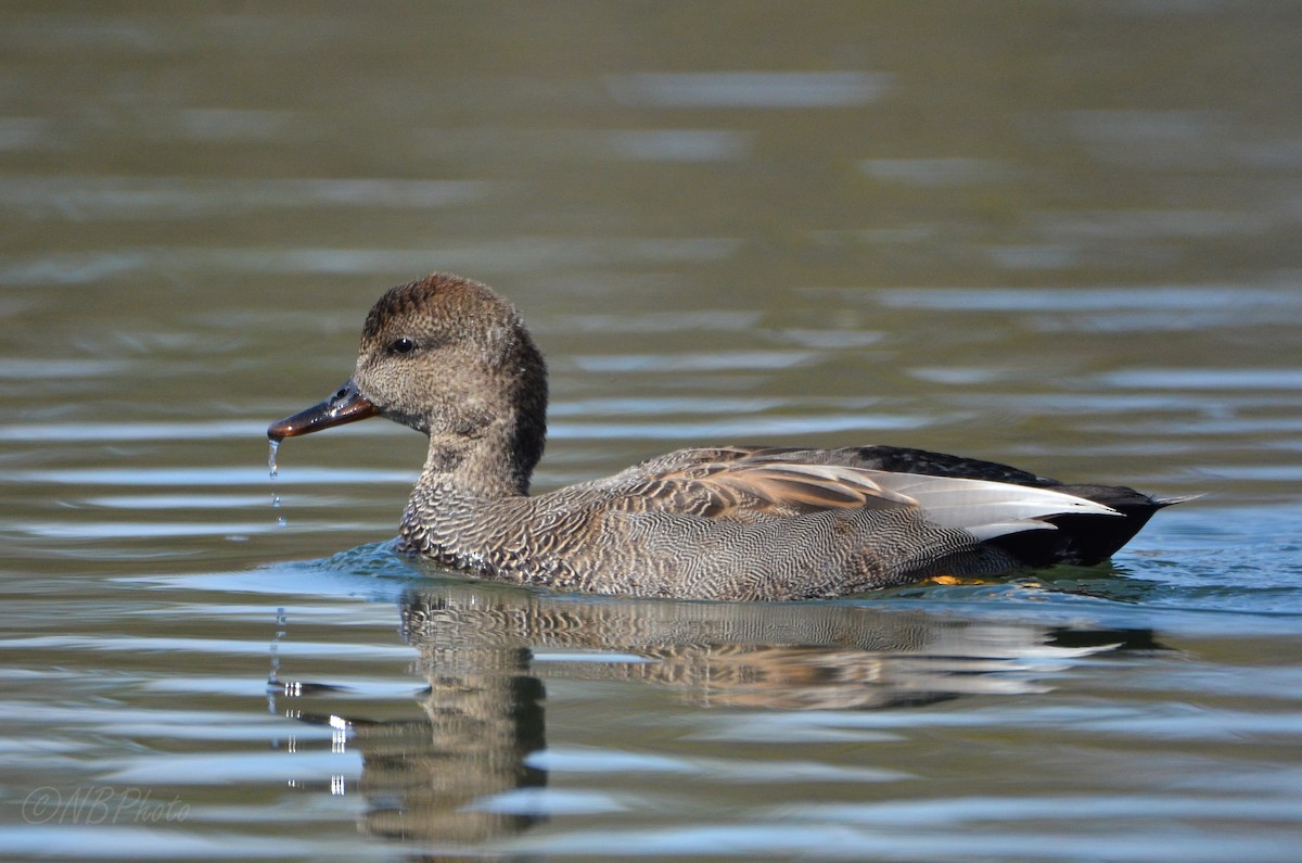 Gadwall - ML516001191