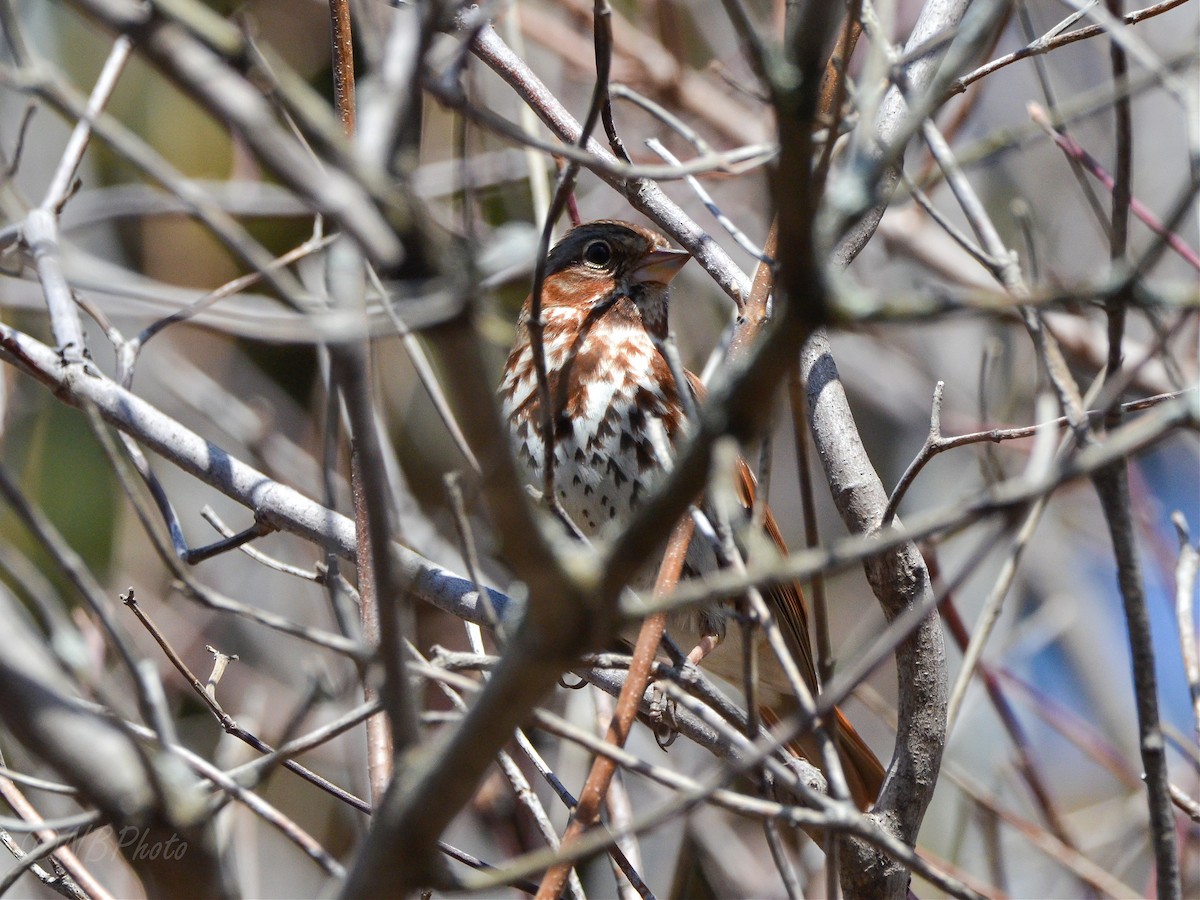 Fox Sparrow - ML516001261