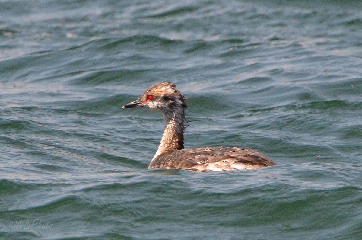 Horned Grebe - ML516001581