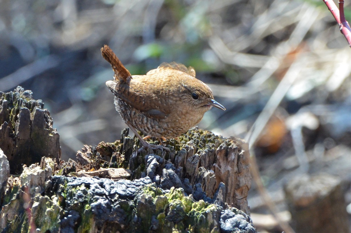 Winter Wren - ML516001691