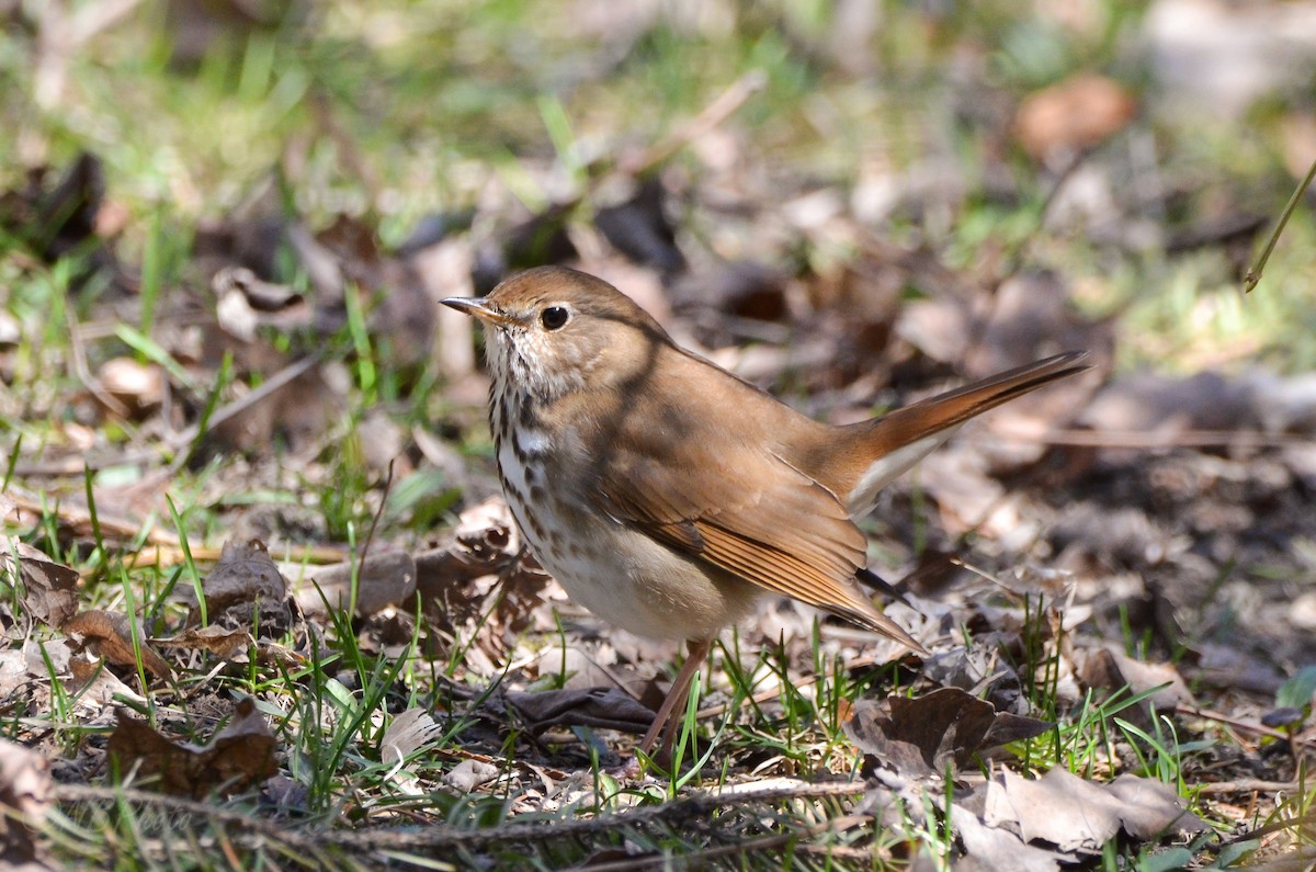 Hermit Thrush - ML516001801