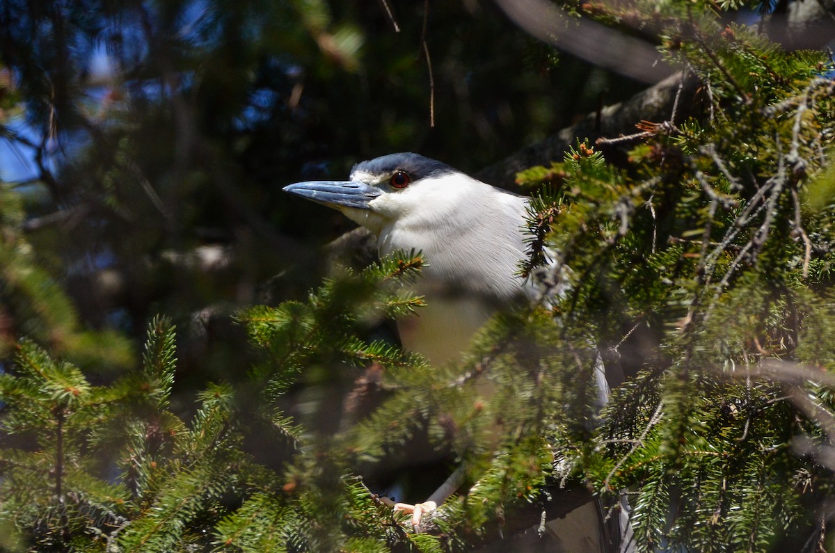 Black-crowned Night Heron - Nancy Barrett