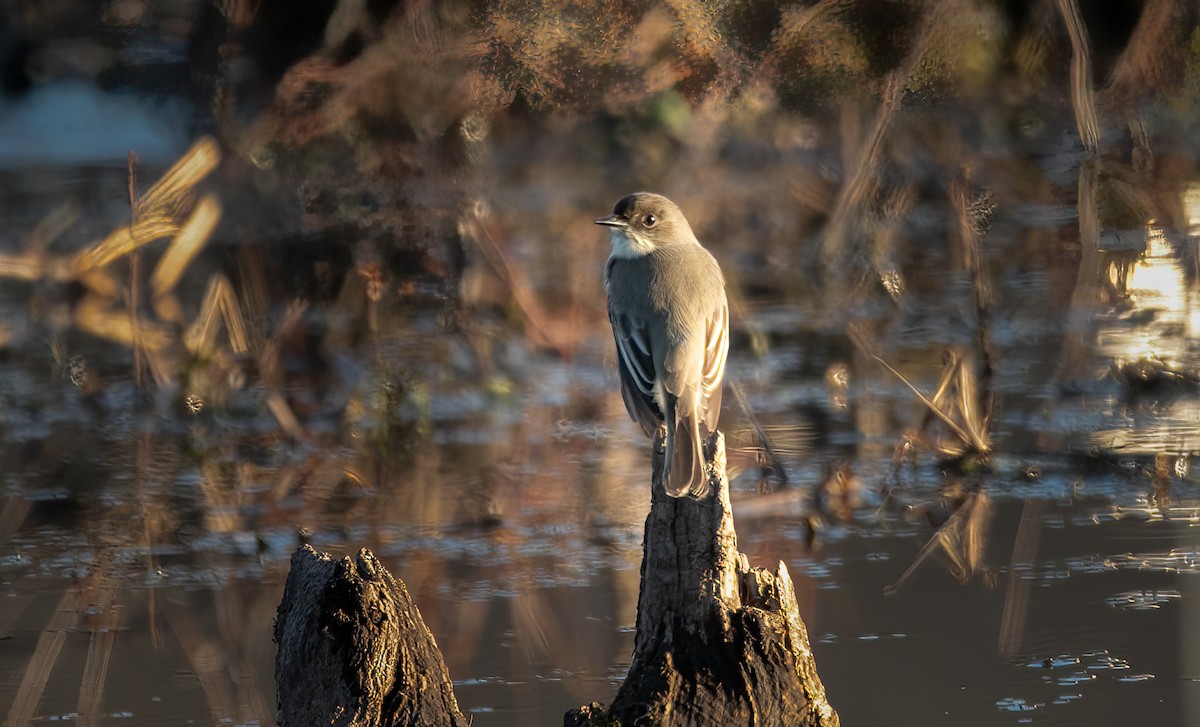 Eastern Phoebe - ML516002511