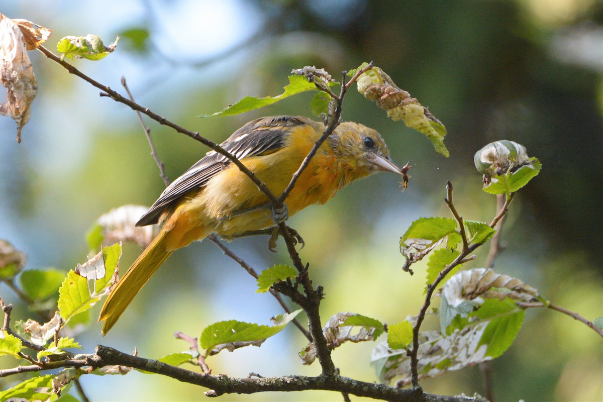 Baltimore Oriole - ML516002591