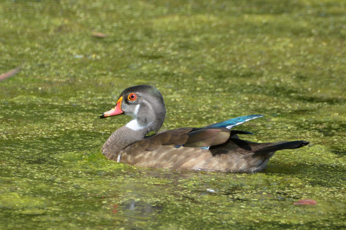 Wood Duck - ML516003331