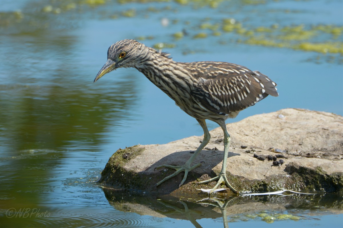 Black-crowned Night Heron - ML516003481