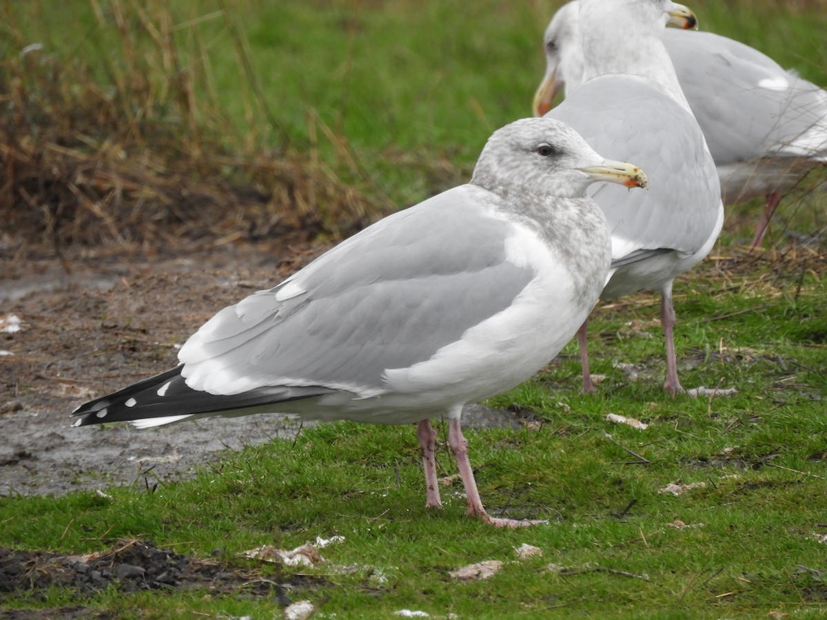 Iceland Gull (Thayer's) - Cliff Cordy