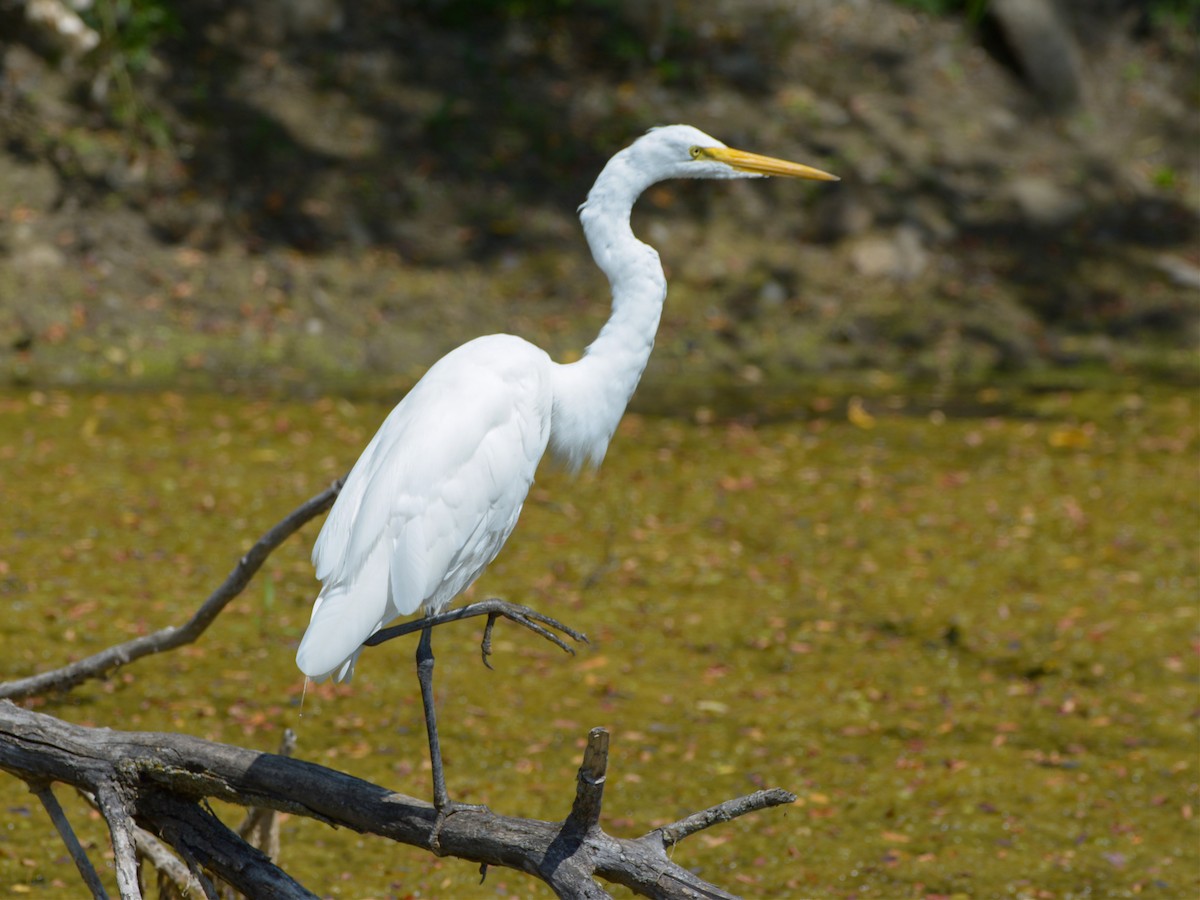 Great Egret - ML516003761