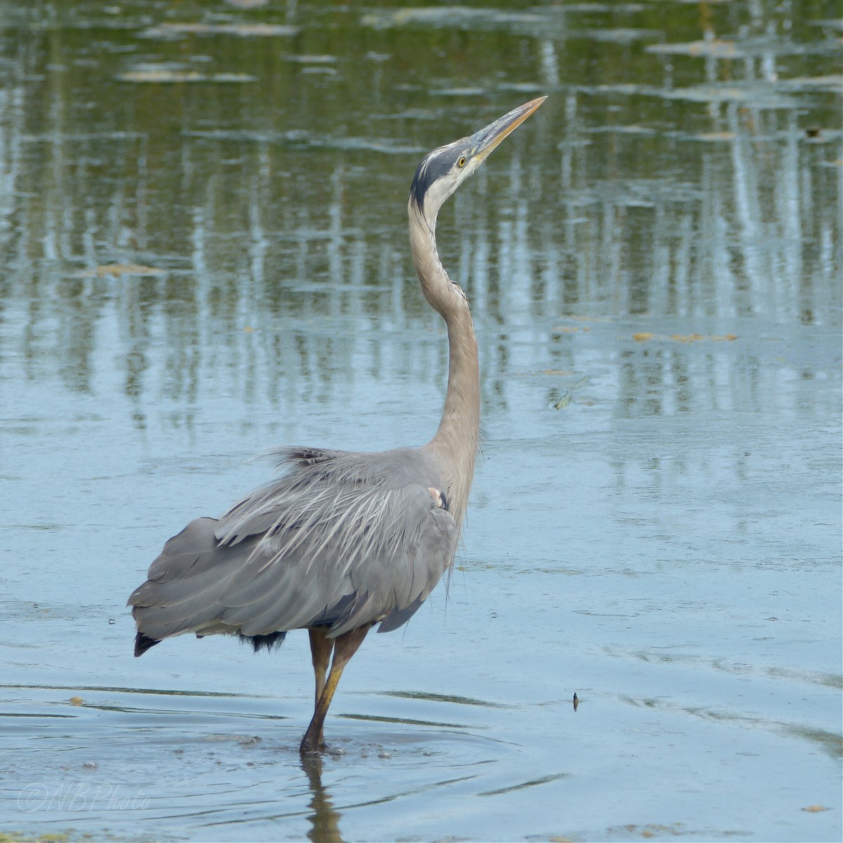 Great Blue Heron - ML516004251