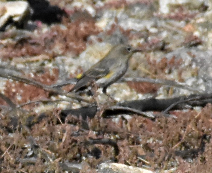 Yellow-rumped Warbler - ML516004671