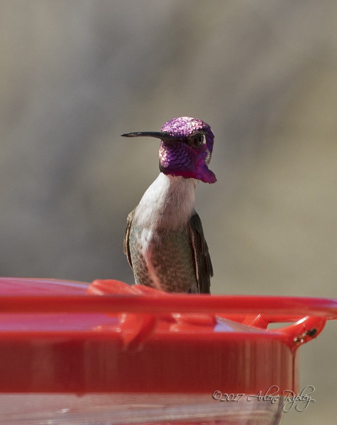 Costa's Hummingbird - ML51600571