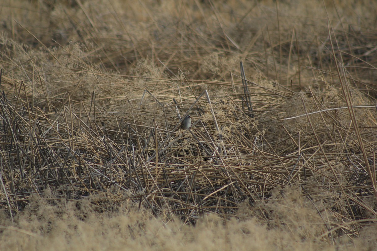White-crowned Sparrow - ML516005771