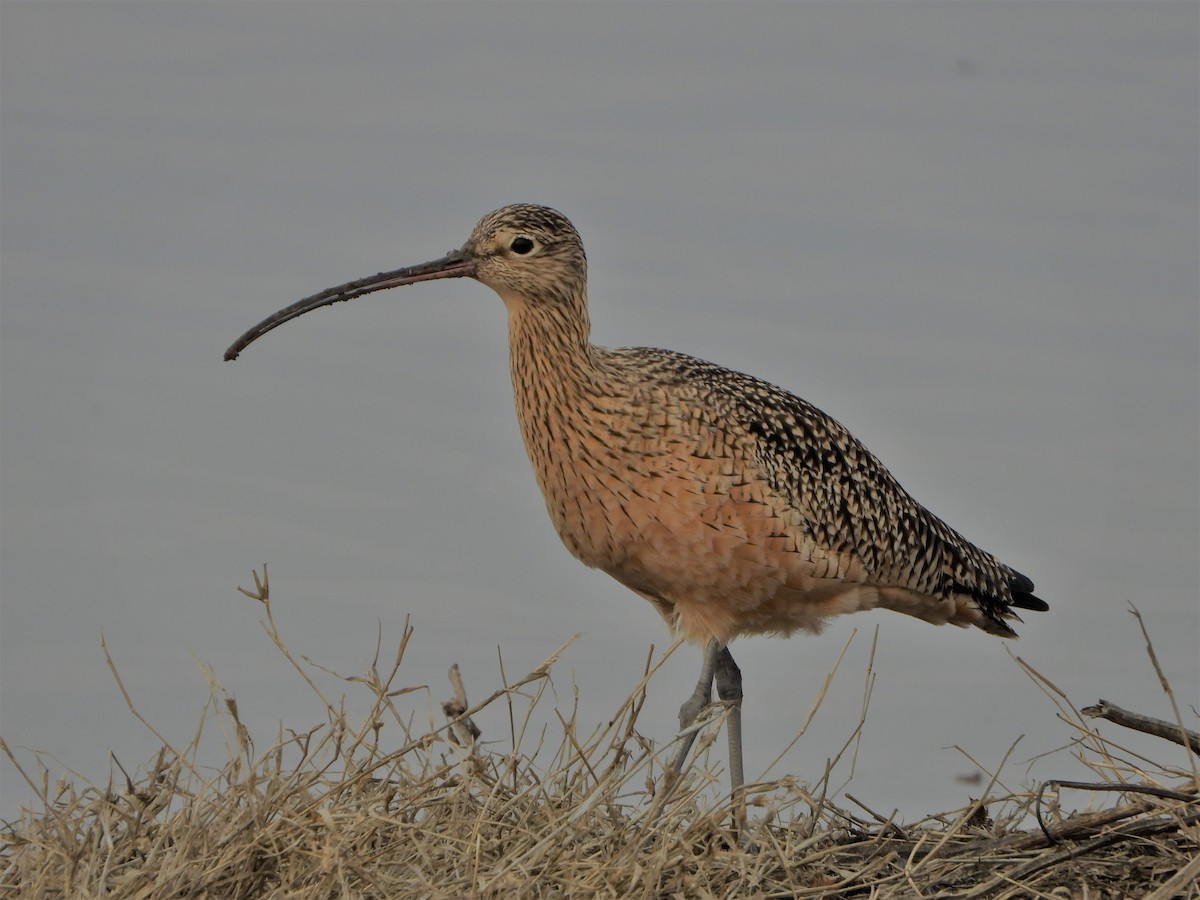 Long-billed Curlew - ML516005991