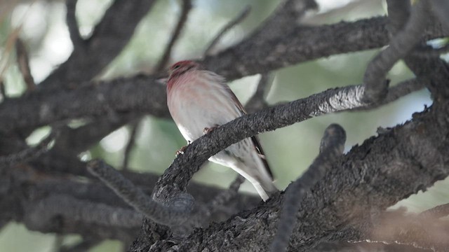 Cassin's Finch - ML516006271