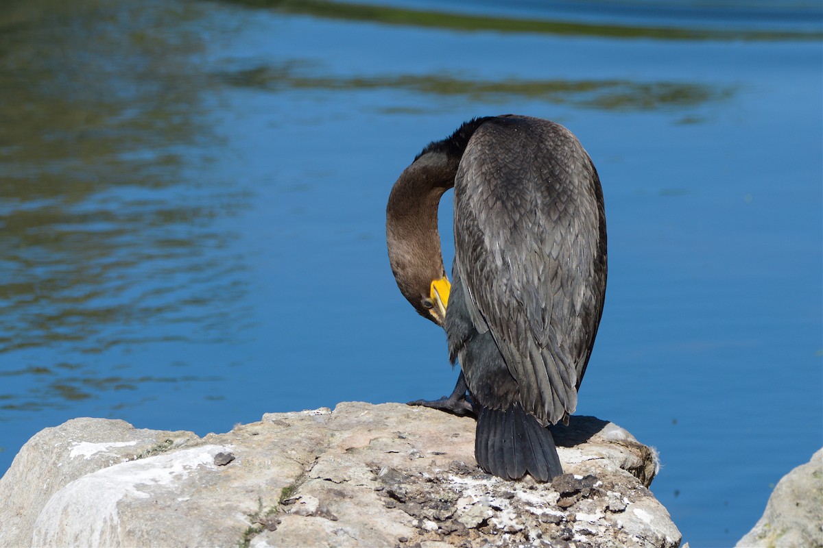 Double-crested Cormorant - ML516006451