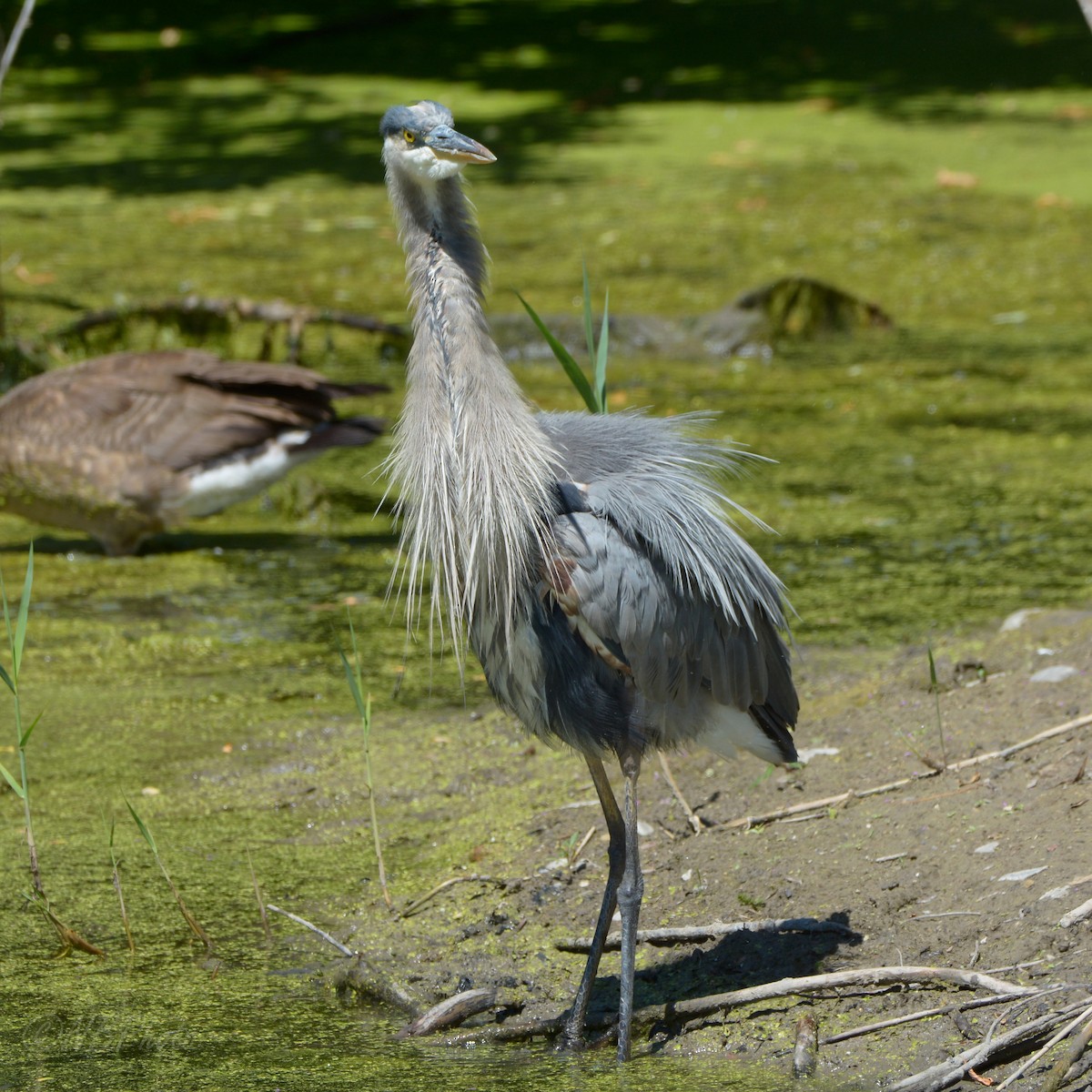 Great Blue Heron - ML516006681